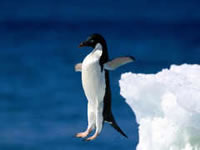 Pinguinos en la Patagonia