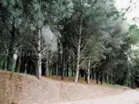 Bosques en la zona de Cariló