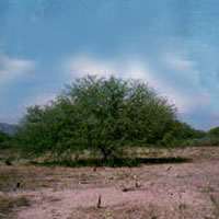 Algarrobo en el Chaco