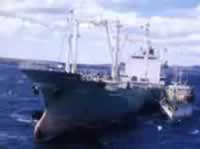 Pesca en malvinas