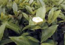 La Flora de Misiones