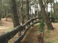 Bosque de Villa Gesell