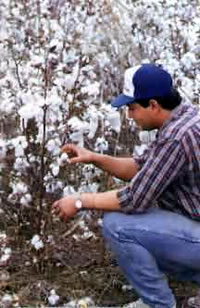 Cosecha de algodón en Formosa