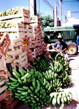 Cargado de banana para su venta en Clorinda