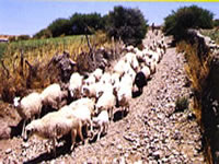 Transporte de cabras en jujuy