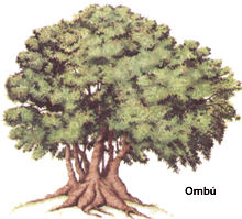 El ombú