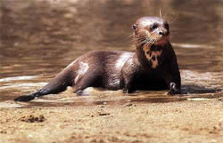 Lobo Gargantilla