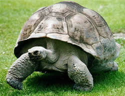 Tortuga terrestre patagónica