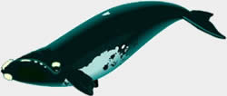 Ballena Franca Austral