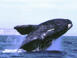 Ballena Franca Austral