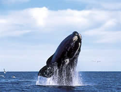 Ballena Franca Austral