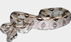 Boa de las Vizcacheras