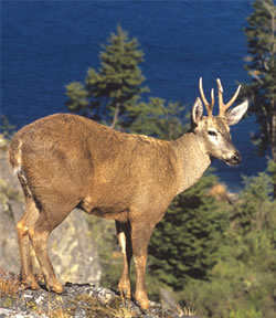 Huemul