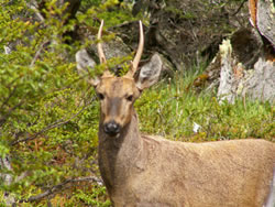 Huemul