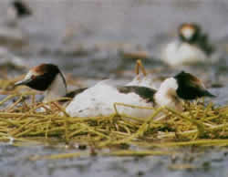 Maca Tobiano