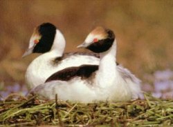 Maca Tobiano