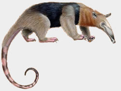 Oso Hormiguero