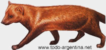 Perro vinagre