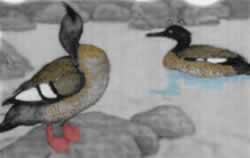 Pato Serrucho