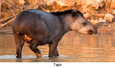 Ecología - Animales en extinción en Argentina - Tapir