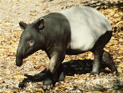 Tapir