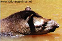 Tapir
