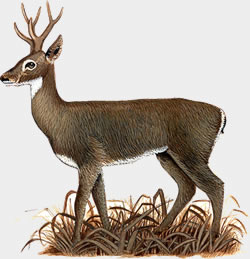 Venado de las pampas