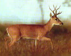 Venado de las pampas