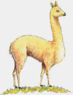 Vicuña