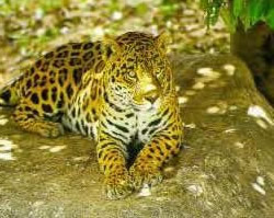 Yaguaret&eacute;