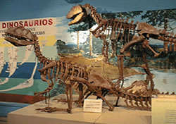 Piatnitzkysaurus floresi 