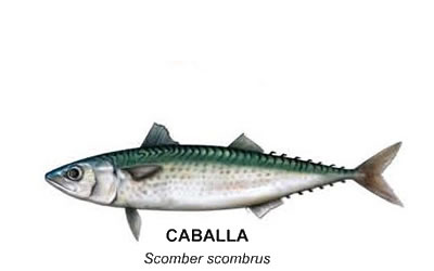 Caballa (Scomber scombrus)