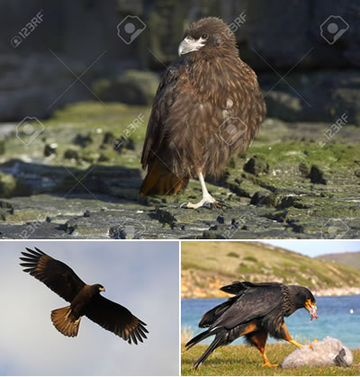 Caracara Austral