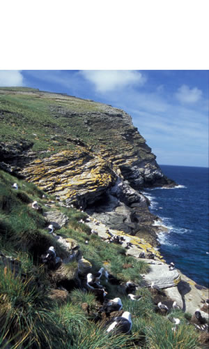 Albatros en Wetpoint en islas malvinas