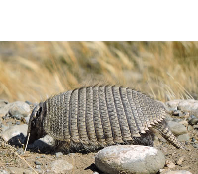 Fauna de la Provincia de Chubut Fauna de la Provincia de Chubut