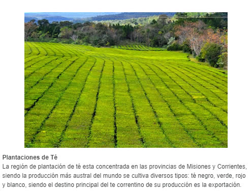 Plantaciones de Té   La región de plantación de té esta concentrada en las provincias de Misiones y Corrientes, siendo la producción más austral del mundo se cultiva diversos tipos: té negro, verde, rojo y blanco, siendo el destino principal del te