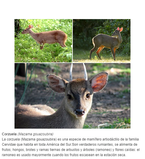 La corzuela (Mazama gouazoubira) es una especie de mamífero artiodáctilo de la familia Cervidae que habita en toda América del Sur