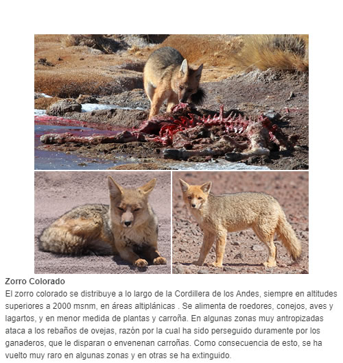 El zorro colorado se distribuye a lo largo de la Cordillera de los Andes, siempre en altitudes superiores a 2000 msnm, en áreas altiplánicas .