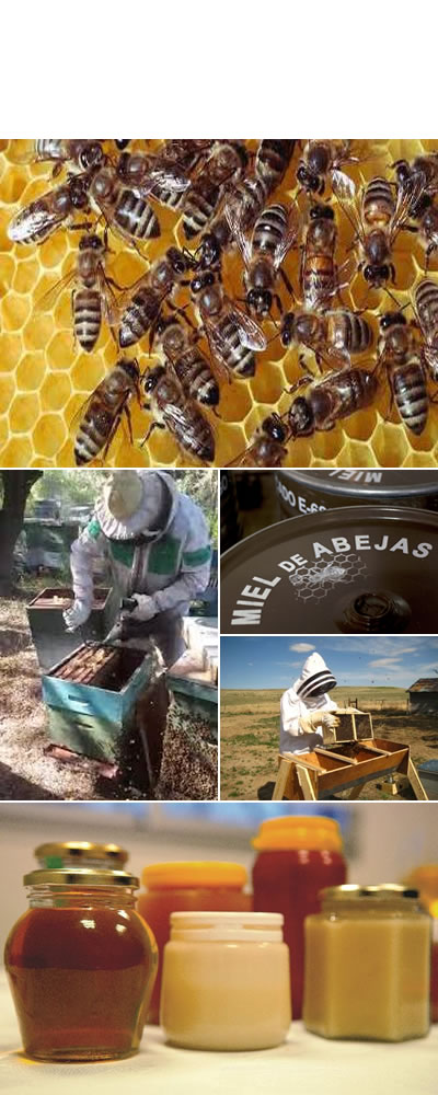 Industria de apicultura en Santa Fé