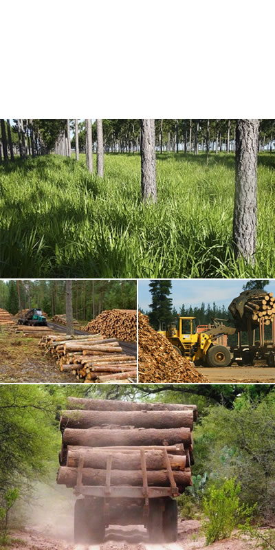 Industria forestal en Santa Fé