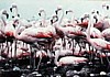 Flamencos en la laguna