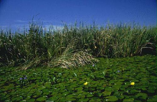 Parque Nacional Iber�