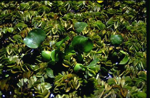 Parque Nacional Iber�