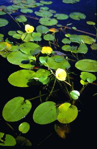 Parque Nacional Iber�