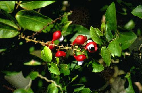 Parque Nacional Iber�