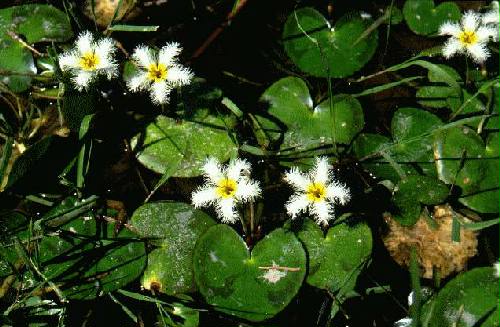 Parque Nacional Iber�