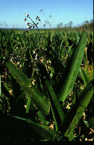 Parque Nacional Iber�