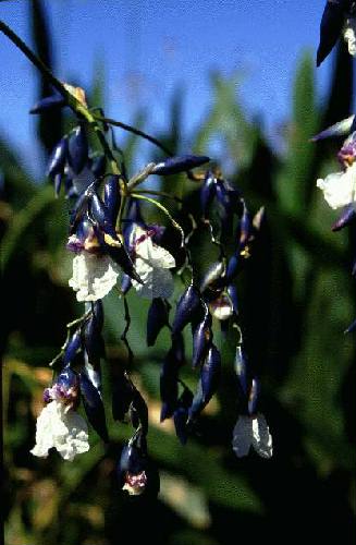 Parque Nacional Iber�