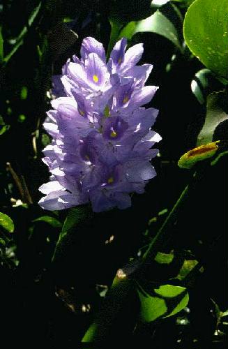 Parque Nacional Iber�