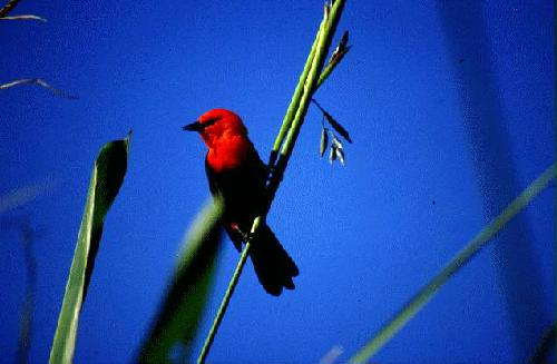 Parque Nacional Iber�